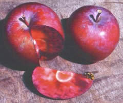 adamovo reete apple varicoza