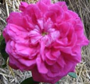 Zephirine drouhin Zephirine drouhin
