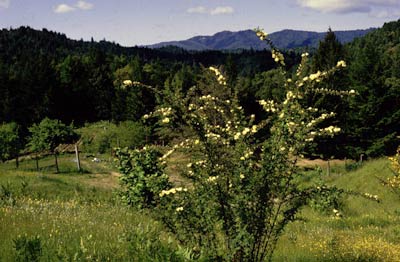 Greenmantle Nursery