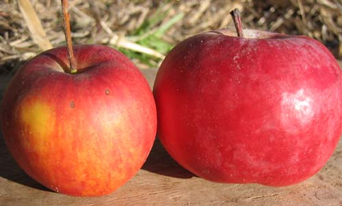 Honeycrisp apple losing its patent protection, but not its appeal